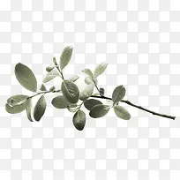 树枝-空若网 树枝-空若网