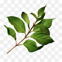 Ê÷Ö¦-¿ÕÈôÍø Ê÷Ö¦-¿ÕÈôÍø