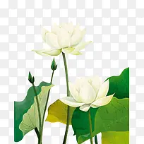 手绘荷花-空若网 手绘荷花-空若网