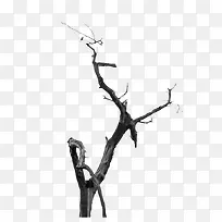 ��ɫ�ɿ�֦��-������