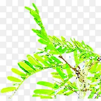 ��ɫ��֦��������-������