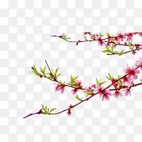 简约腊月梅花-空若网 简约腊月梅花-空若网