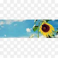 向日葵海报背景-空若网 向日葵海报背景-空若网
