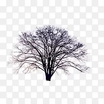 大树-空若网 大树-空若网