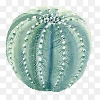 ˮ�ʻ�����ɫֲ��-������