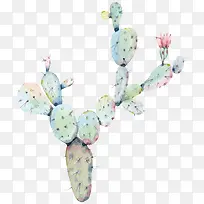 水彩花卉绿色植物仙人掌-空若网 水彩花卉绿色植物仙人掌-空若网