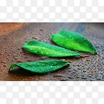 雨中绿叶素材-空若网 雨中绿叶素材-空若网