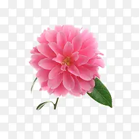 一朵粉色山茶花-空若网 一朵粉色山茶花-空若网