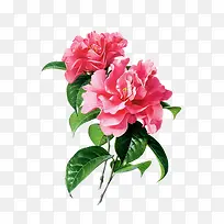 两朵山茶花-空若网 两朵山茶花-空若网