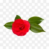 月季高清摄影图片-空若网 月季高清摄影图片-空若网