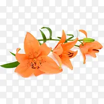 橙色的百合-空若网 橙色的百合-空若网