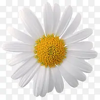 白色的菊花-空若网 白色的菊花-空若网