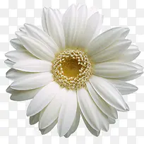 白色的菊花-空若网 白色的菊花-空若网