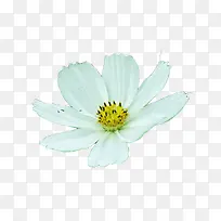 白色的花朵-空若网 白色的花朵-空若网