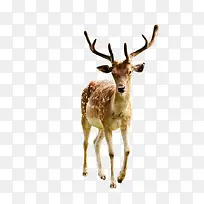 梅花鹿-空若网 梅花鹿-空若网