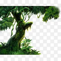 古树素材-空若网 古树素材-空若网