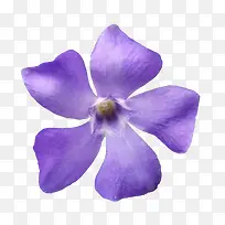 鲜花花卉鲜花矢量素材-空若网 鲜花花卉鲜花矢量素材-空若网