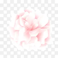 手绘粉红牡丹-空若网 手绘粉红牡丹-空若网