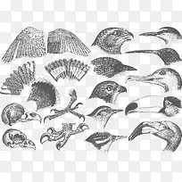 鸟类器官-空若网 鸟类器官-空若网