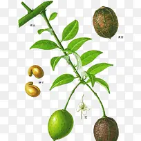 ���Ƴ���ͼ-������