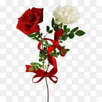 手绘月季花-空若网 手绘月季花-空若网