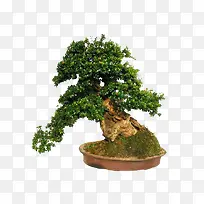 小盆栽设计素材-空若网 小盆栽设计素材-空若网