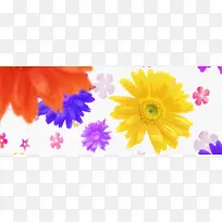 菊花多彩banner背景-空若网 菊花多彩banner背景-空若网