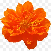 橙色花卉十字绣图片-空若网 橙色花卉十字绣图片-空若网