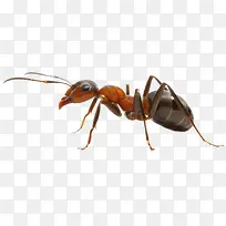 蚂蚁-空若网 蚂蚁-空若网