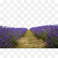 薰衣草花海小路素材背景-空若网 薰衣草花海小路素材背景-空若网