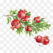 石榴-空若网 石榴-空若网