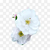 白色蔷薇花-空若网 白色蔷薇花-空若网