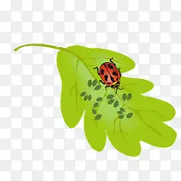 绿色叶子上的昆虫-空若网 绿色叶子上的昆虫-空若网