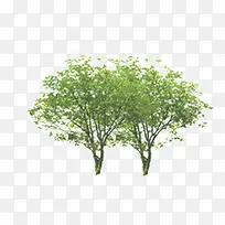 树-空若网 树-空若网