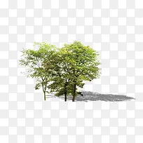 树-空若网 树-空若网