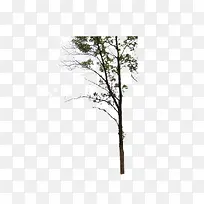 树-空若网 树-空若网