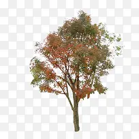 Ê÷-¿ÕÈôÍø Ê÷-¿ÕÈôÍø