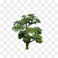 树-空若网 树-空若网