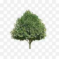 树-空若网 树-空若网