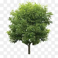 树-空若网 树-空若网