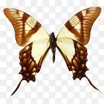 ������β��-������