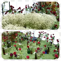 园林开花植物灌木-红花-空若网 园林开花植物灌木-红花-空若网