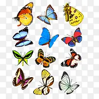 蝴蝶-空若网 蝴蝶-空若网