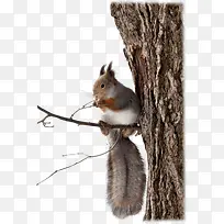 可爱松鼠-空若网 可爱松鼠-空若网
