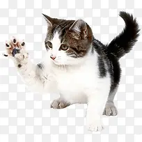 可爱猫咪的可爱动作-空若网 可爱猫咪的可爱动作-空若网