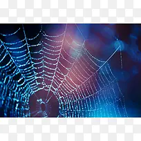 蜘蛛网背景-空若网 蜘蛛网背景-空若网
