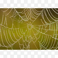 蜘蛛网梦幻背景-空若网 蜘蛛网梦幻背景-空若网