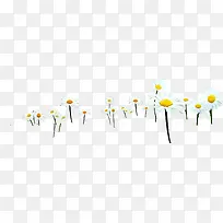 春天白色简约雏菊-空若网 春天白色简约雏菊-空若网