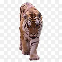 老虎-空若网 老虎-空若网