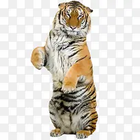 �ϻ�-������